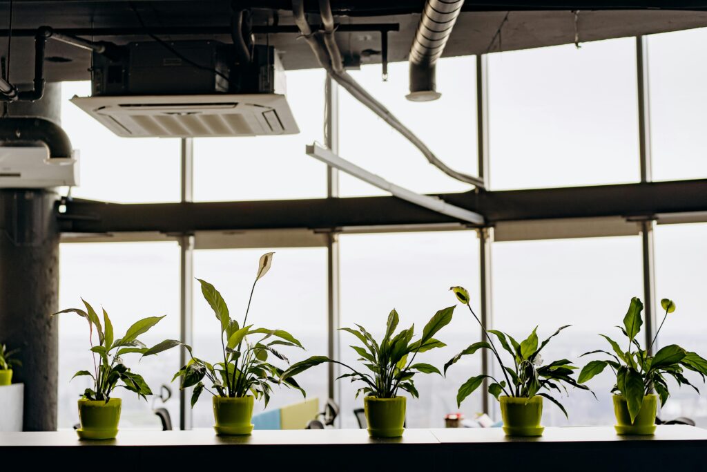 plants underneath exposed ductwork